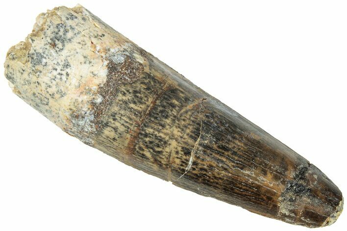 Fossil Spinosaurus Tooth - Real Dinosaur Tooth #311809